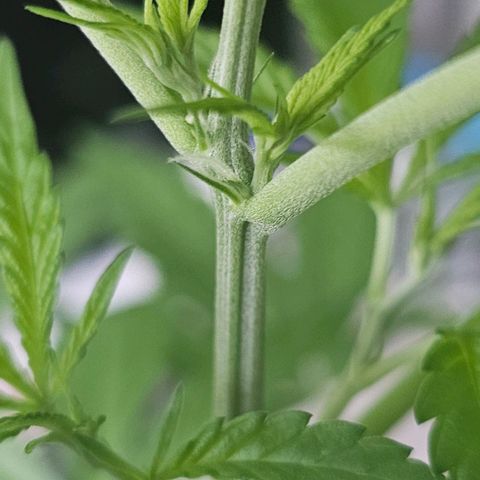 Cheese growlog timeline photo