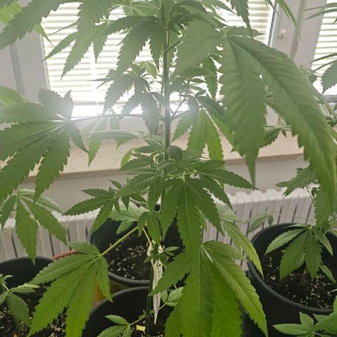 Cheese growlog timeline photo