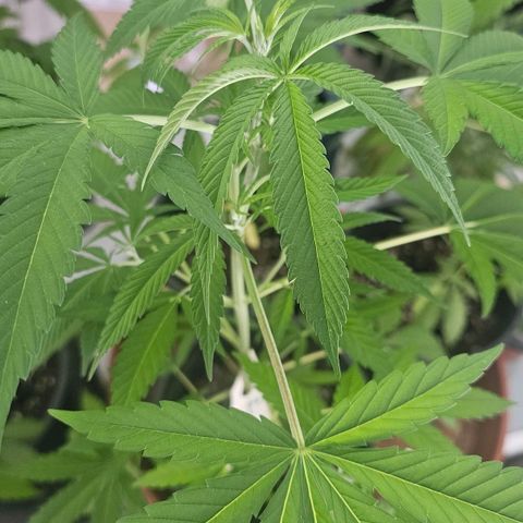 Cheese growlog timeline photo