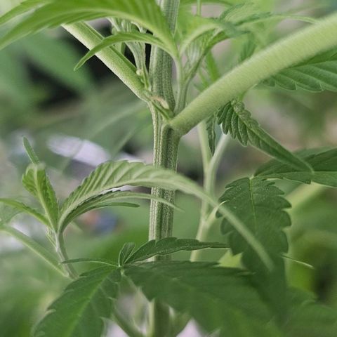 Cheese growlog timeline photo
