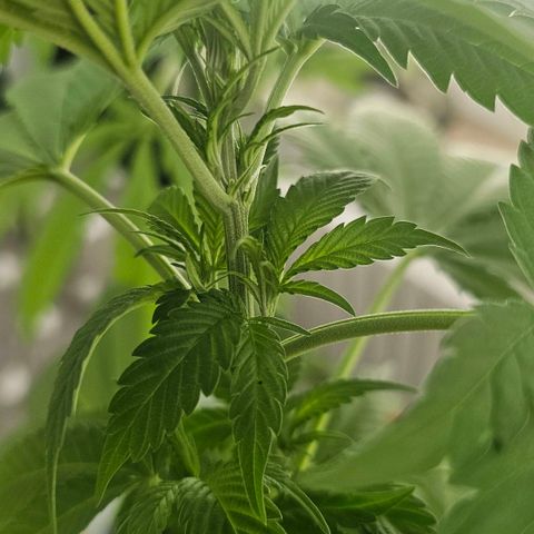 Cheese growlog timeline photo