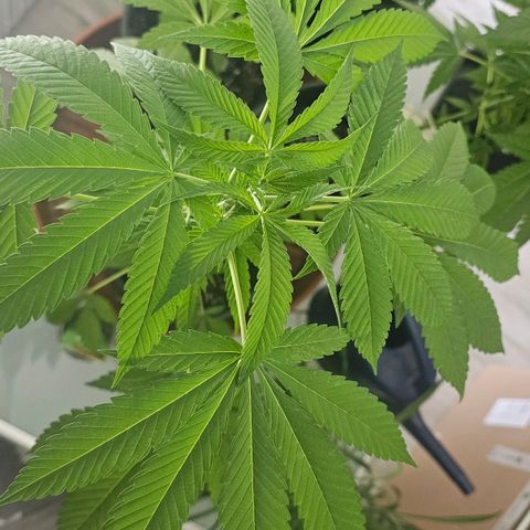 Eldorado OG growlog timeline photo