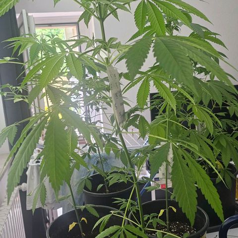 Eldorado OG growlog timeline photo