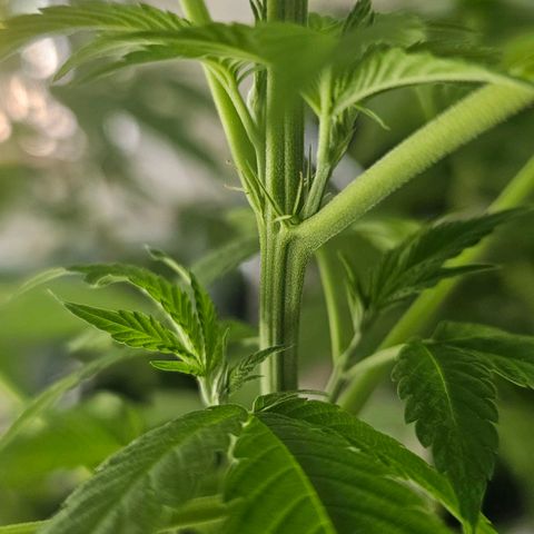 Eldorado OG growlog timeline photo