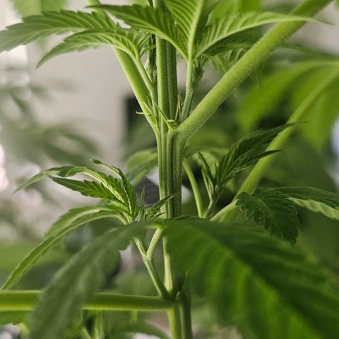 Eldorado OG growlog timeline photo