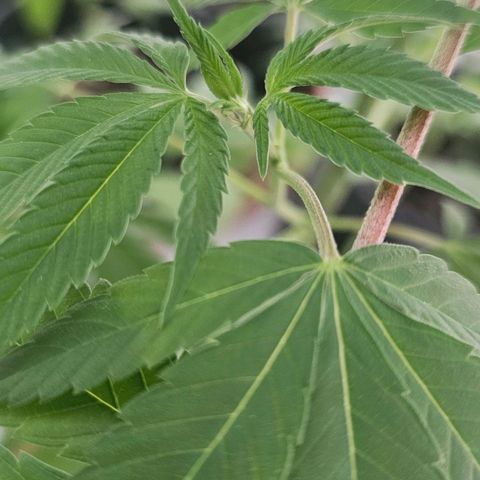 Gorilla Zkittlez growlog timeline photo