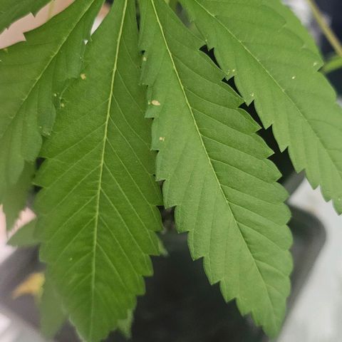 Gorilla Zkittlez growlog timeline photo