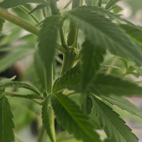 Gorilla Zkittlez growlog timeline photo