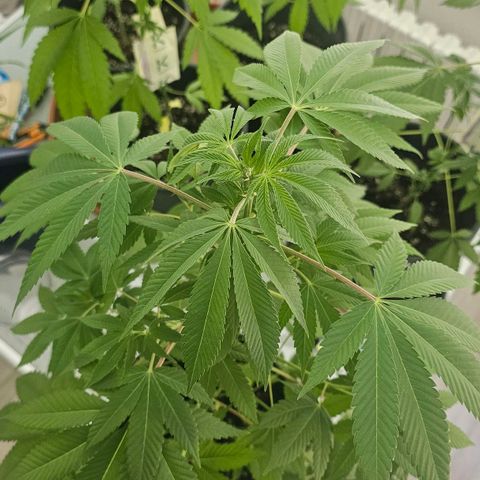 Gorilla Zkittlez growlog timeline photo
