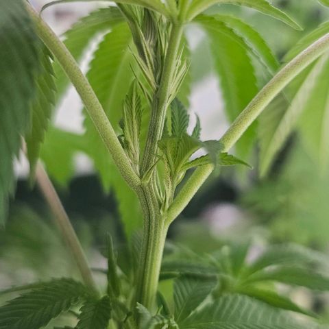 Gorilla Zkittlez growlog timeline photo
