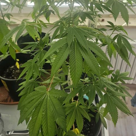 Gorilla Zkittlez growlog timeline photo