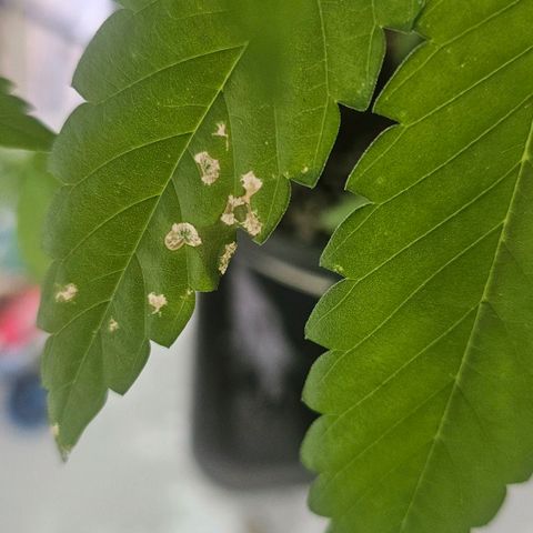 Gorilla Zkittlez growlog timeline photo