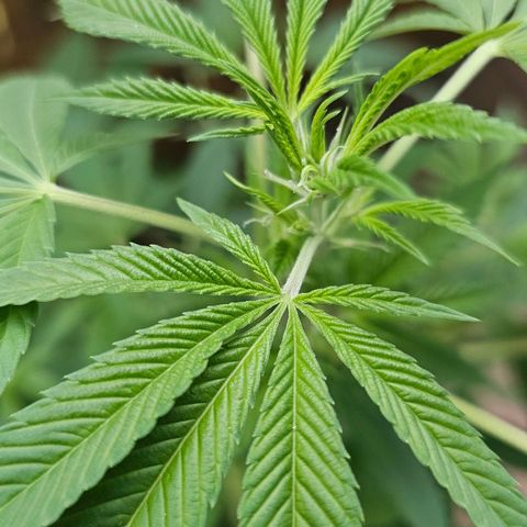 Gorilla Zkittlez growlog timeline photo
