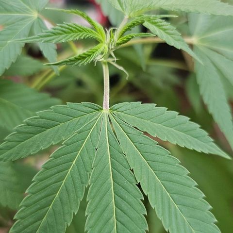 Gorilla Zkittlez growlog timeline photo