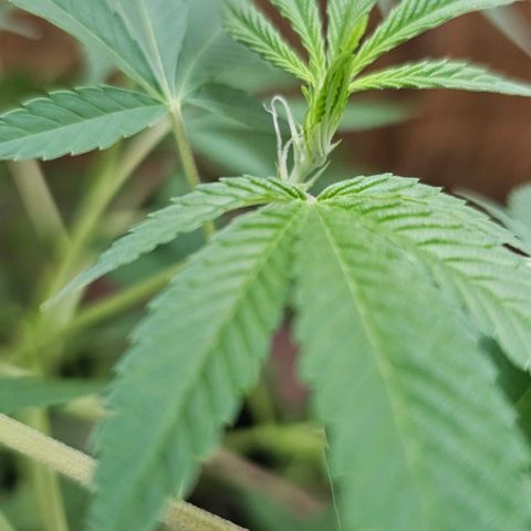 Gorilla Zkittlez growlog timeline photo