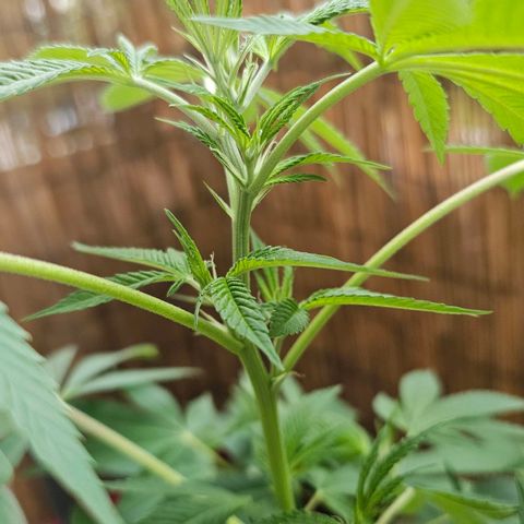 Gorilla Zkittlez growlog timeline photo