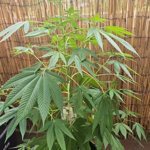 Gorilla Zkittlez growlog timeline photo