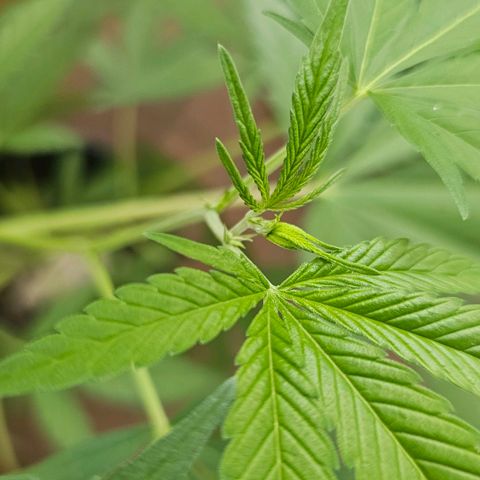 Cheese growlog timeline photo
