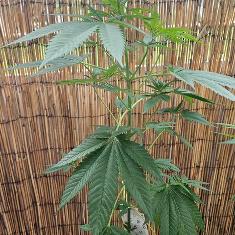 Cheese growlog timeline photo