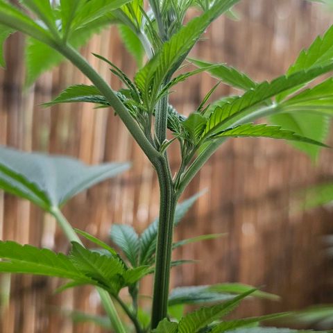 Cheese growlog timeline photo