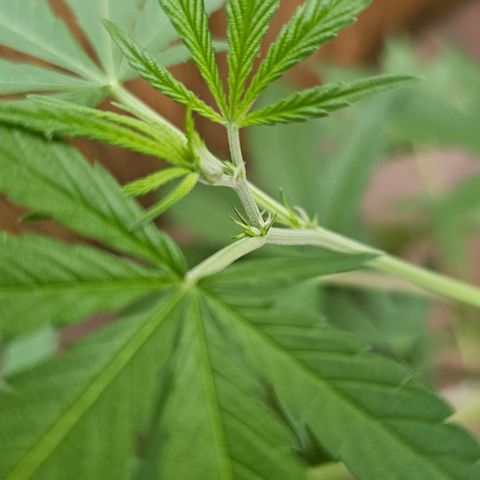 Cheese growlog timeline photo