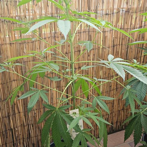 Cheese growlog timeline photo