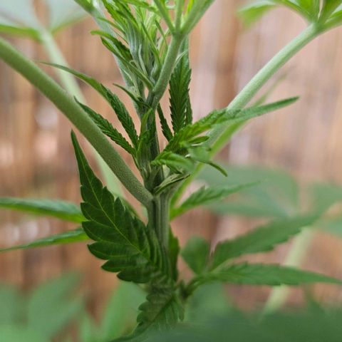 Eldorado OG growlog timeline photo