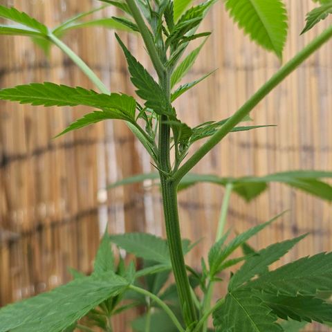 Eldorado OG growlog timeline photo
