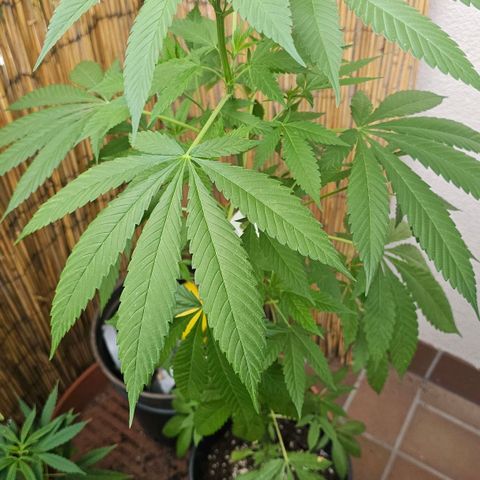Eldorado OG growlog timeline photo