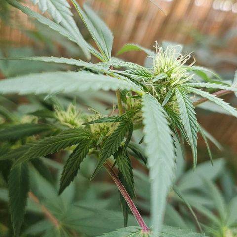 Gorilla Zkittlez growlog timeline photo