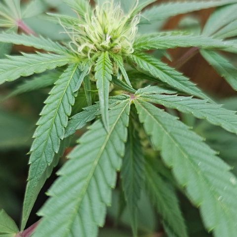 Gorilla Zkittlez growlog timeline photo
