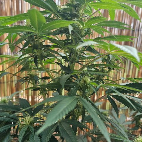Gorilla Zkittlez growlog timeline photo