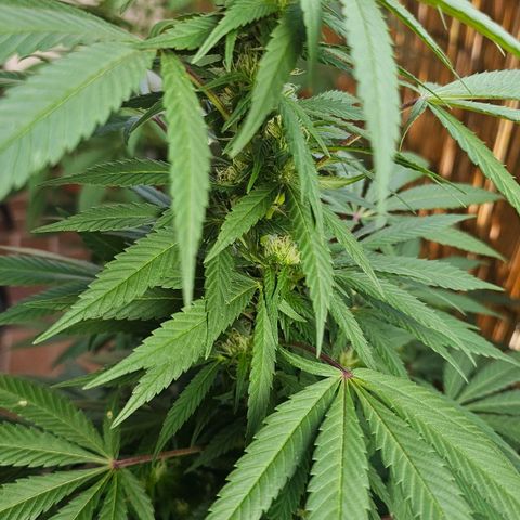 Gorilla Zkittlez growlog timeline photo