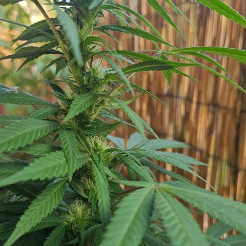 Gorilla Zkittlez growlog timeline photo