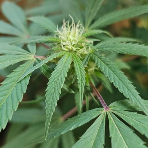 Gorilla Zkittlez growlog timeline photo