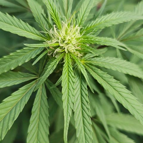Gorilla Zkittlez growlog timeline photo