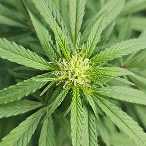 Gorilla Zkittlez growlog timeline photo