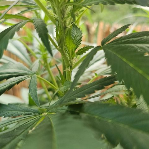 Eldorado OG growlog timeline photo