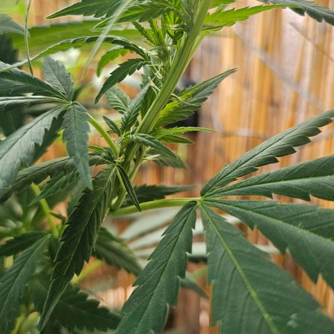 Eldorado OG growlog timeline photo