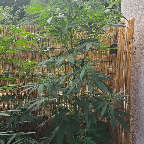 Eldorado OG growlog timeline photo