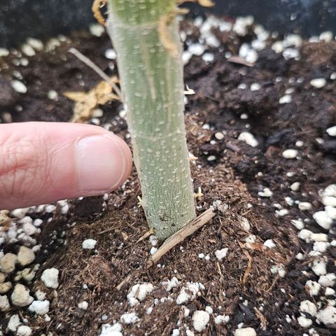Eldorado OG growlog timeline photo