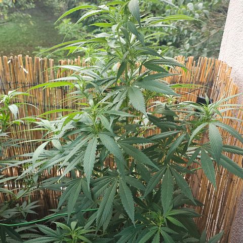 Eldorado OG growlog timeline photo