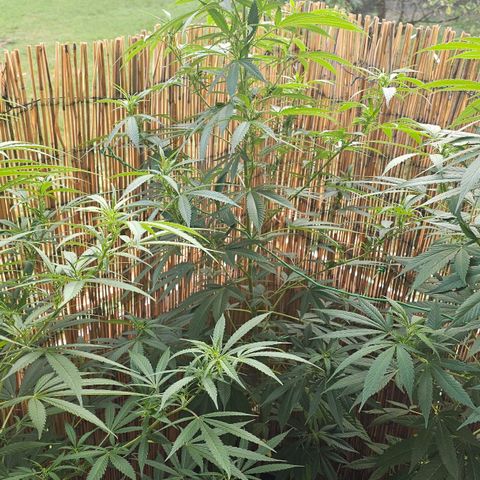 Cheese growlog timeline photo