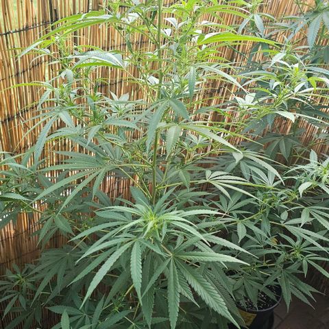 Cheese growlog timeline photo