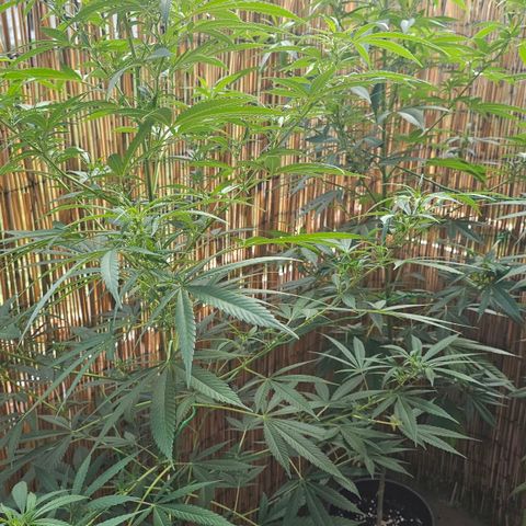 Cheese growlog timeline photo