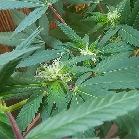 Gorilla Zkittlez growlog timeline photo