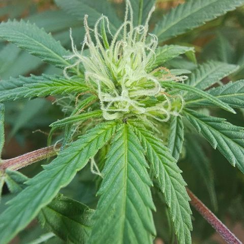 Gorilla Zkittlez growlog timeline photo
