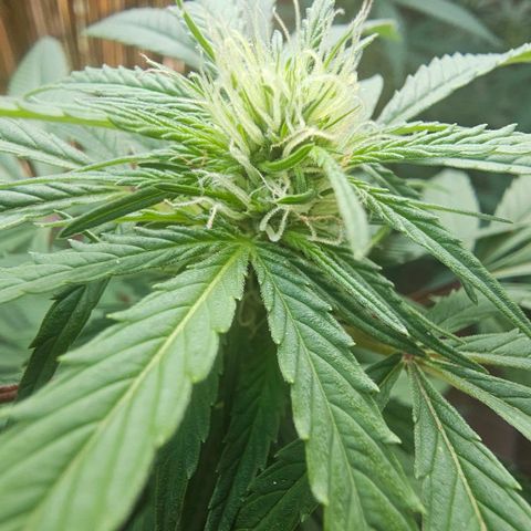 Gorilla Zkittlez growlog timeline photo