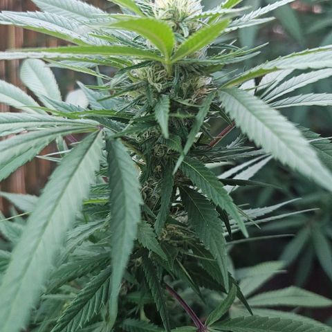 Gorilla Zkittlez growlog timeline photo