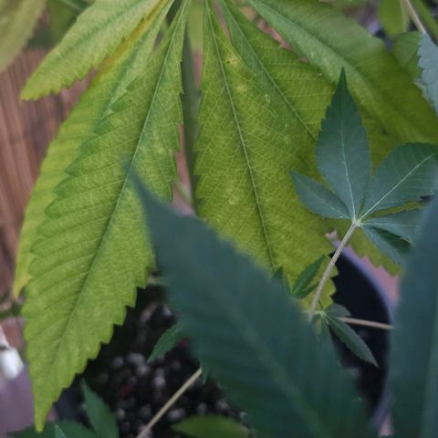 Gorilla Zkittlez growlog timeline photo